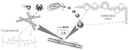 一种基于转谷氨酰胺酶诱导交联的甲壳素纳米纤维/Nisin复合保鲜剂以及制备方法与流程