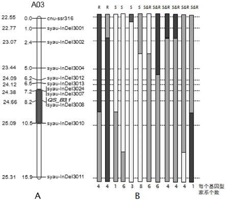 与大白菜基因共分离的根肿病分子标记syau3008、引物及应用的制作方法