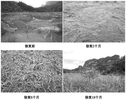 一种复合微生物菌剂及其用于土壤增肥和含重金属场地生态恢复的方法与流程