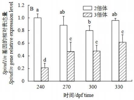 虹鳟spindlin基因及其应用的制作方法