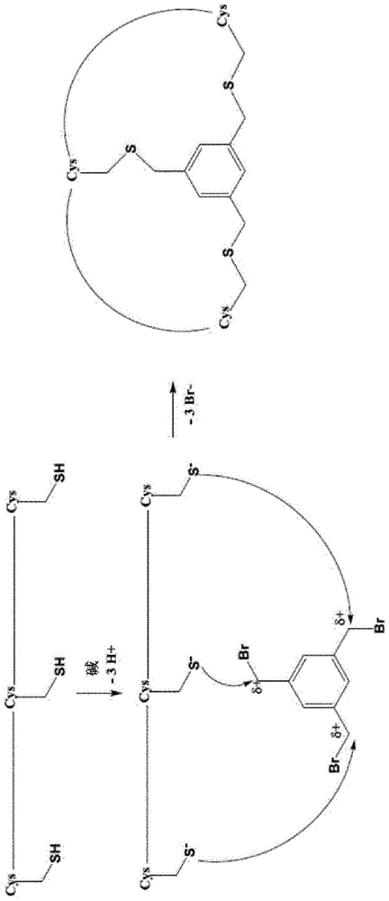 用于结合PSMA的肽配体的制作方法