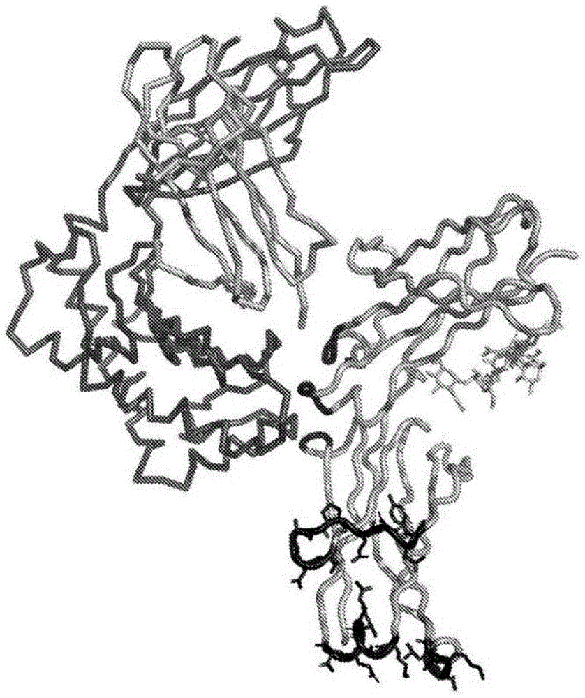 CH3结构域表位标签的制作方法