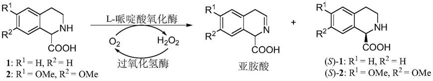 一种酶法拆分制备 R 1 2 3 4 四氢异喹啉 1 甲酸及其衍生物的方法与流程 2