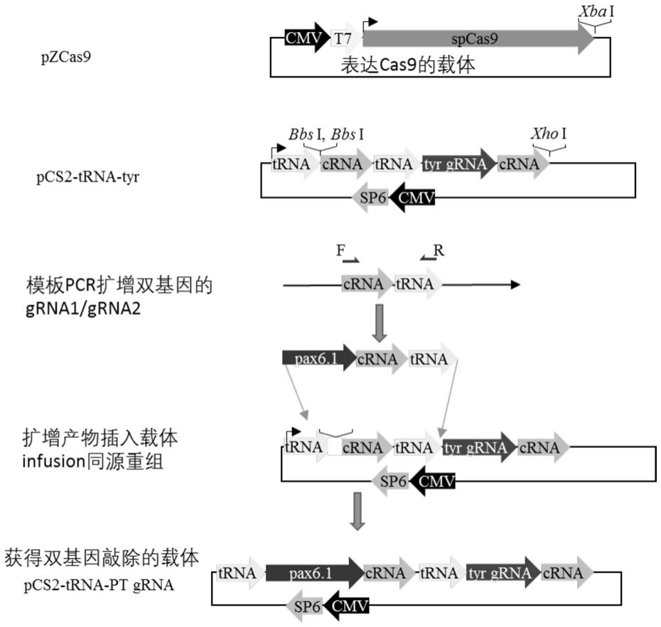 基于tRNA-gRNA-cRNA进行日本青鳉胚胎和细胞的基因编辑系统的制作方法