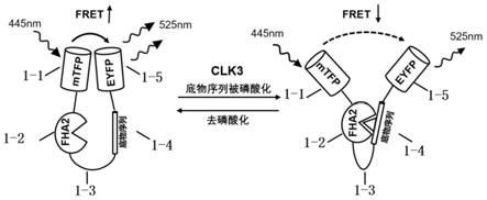 一种活细胞内检测CLK3激酶活性的生物探针及其应用的制作方法