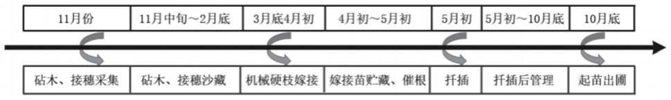 一种葡萄的硬枝嫁接方法与流程