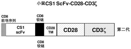 一种抗人CS1抗原的单克隆抗体及其CAR-T细胞的制作方法