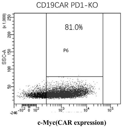 一种PD-1敲除的CD19CAR-T细胞的构建方法与流程