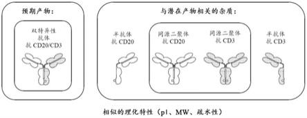 用于亲和毛细管电泳的系统和方法与流程