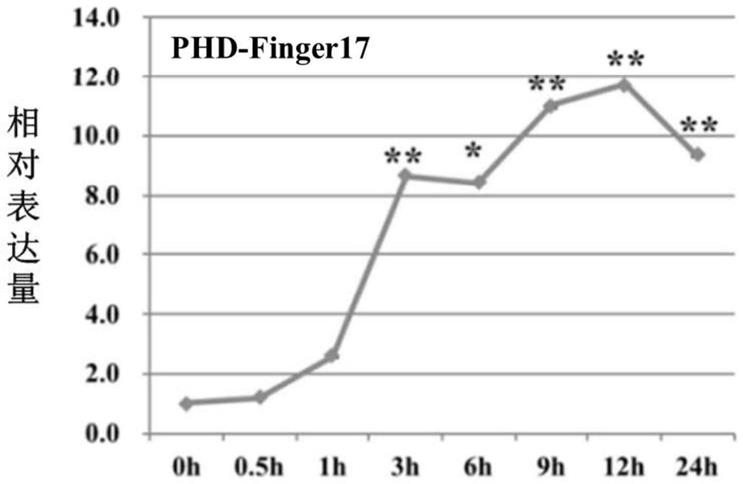 一种与植物抗逆性相关的蛋白PHD-Finger17及其编码基因与应用