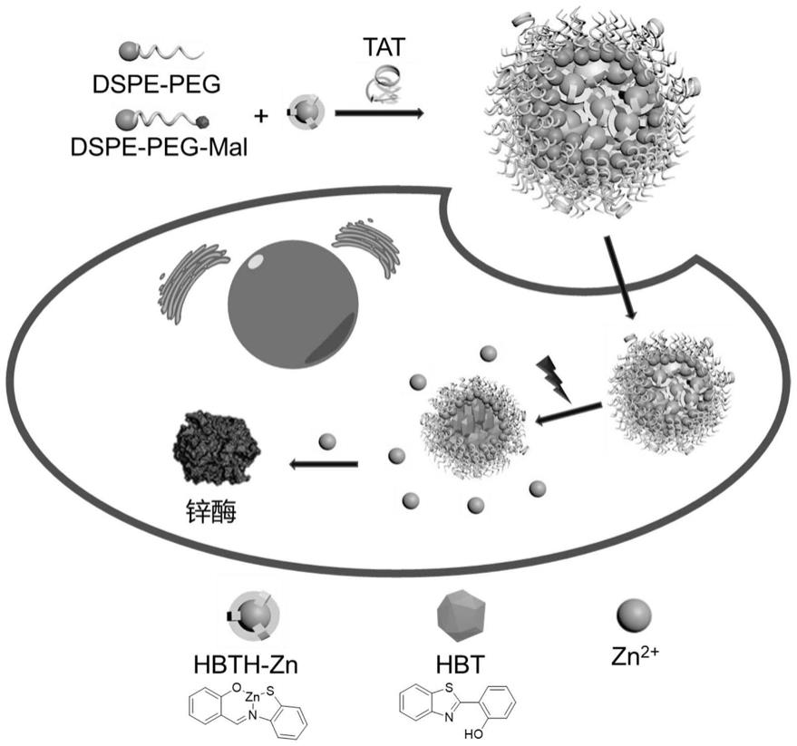 一种光控释放锌离子的纳米粒子及其制备方法与应用