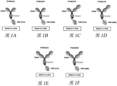 具有与CD40的三价结合的双特异性抗原结合分子的制作方法