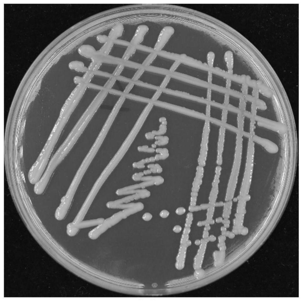 一株产气克雷伯氏菌及其应用