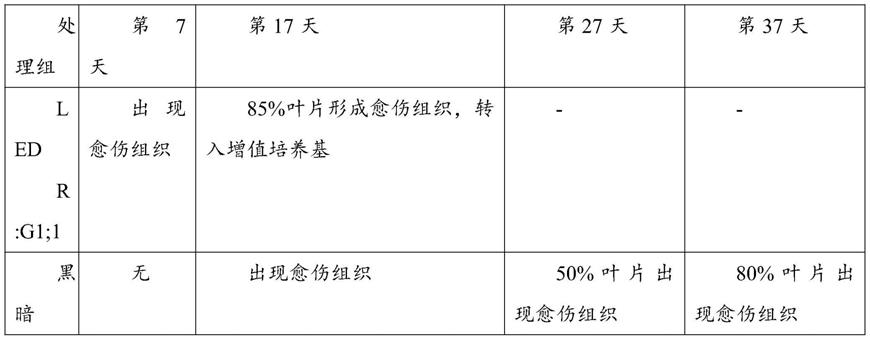 一种基于LED光质加速诱导苹果愈伤组织及生长的方法