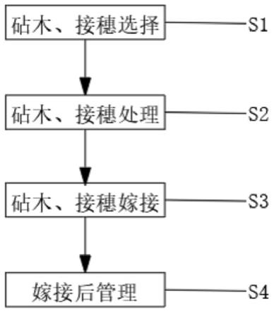 一种存活率高的紫茶嫁接方法与流程