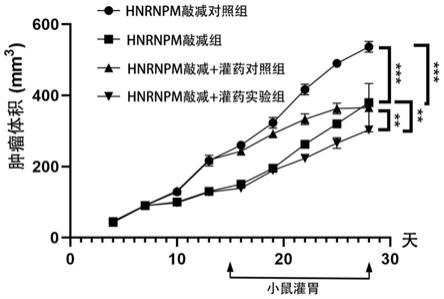 检测HNRNPM表达的试剂在制备诊断和/或预后判断肝癌中的应用及药物组合物