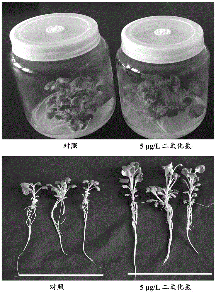 低浓度二氧化氯高效诱导菊花一步成苗的方法与流程