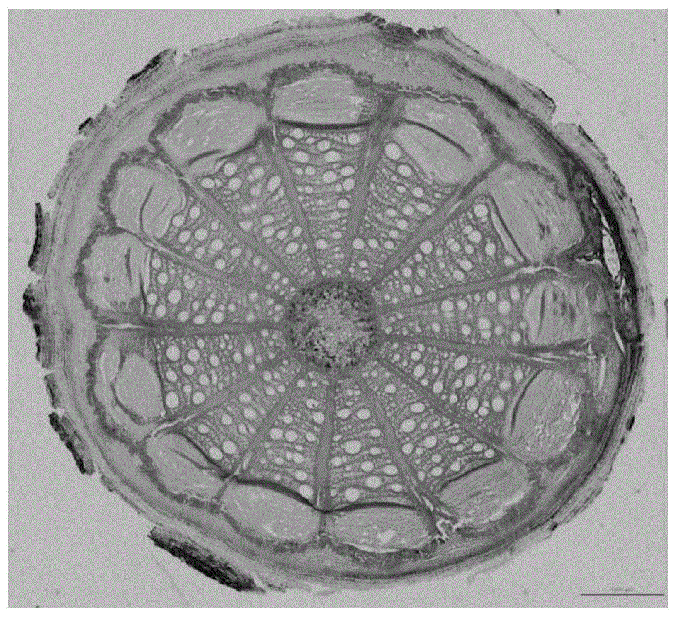 一种单、双折射性植物组织共同显像的显微拍摄方法与流程