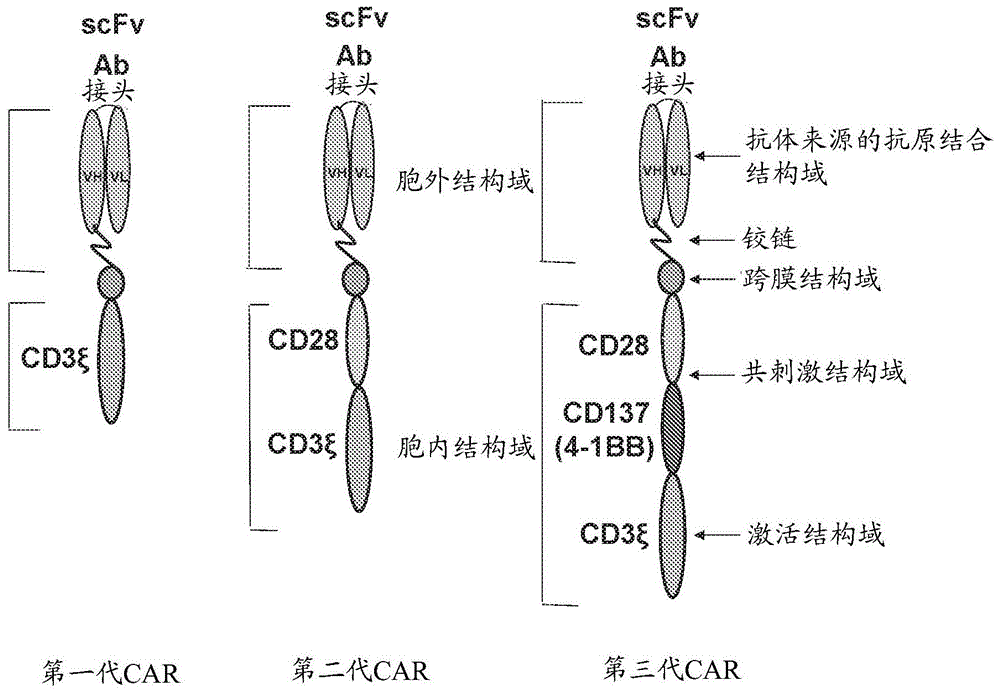 PLAP-CAR-效应细胞的制作方法