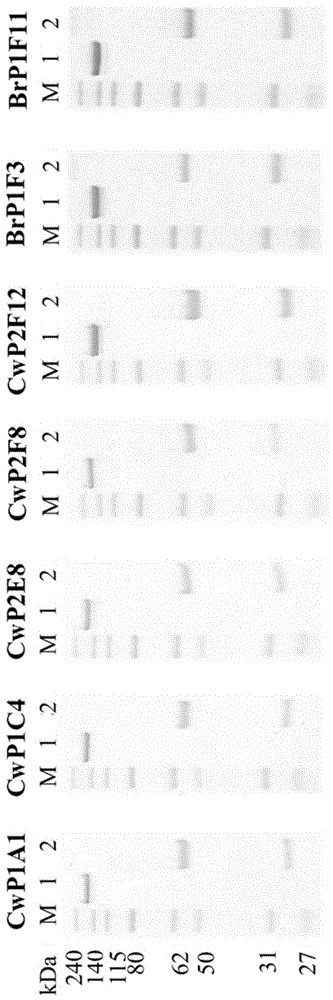 人类抗CD47抗体及其用途的制作方法