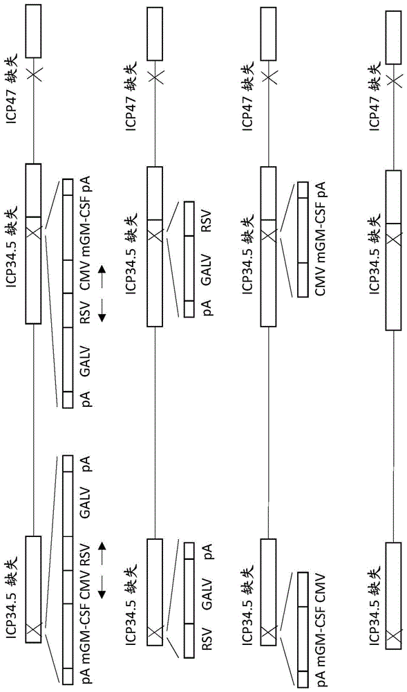 使用溶瘤病毒的治疗的制作方法