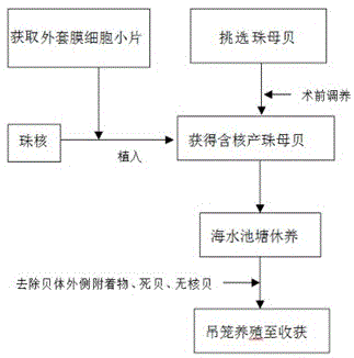 一种金黄色海水珍珠的培育方法与流程