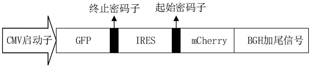 IRES序列、IRES序列的应用和多顺反子表达载体的制作方法