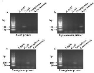 一种基于crispr-cas12f1检测病原微生物RNA的方法