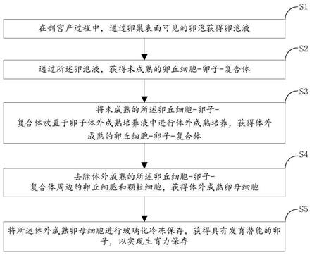 一种通过剖宫产获卵的生育力保存方法与流程