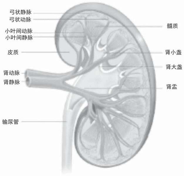 人工肾脏的制作方法