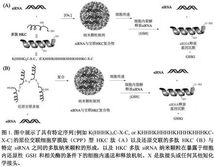 用于核酸治疗的可控偶联多肽纳米颗粒导入系统的组合物及方法与流程