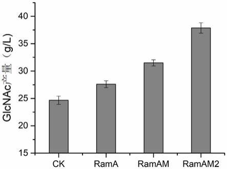 提高N-乙酰氨基葡萄糖产量的RamAM转录因子突变体