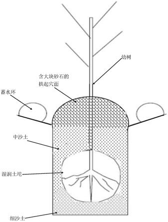 一种使用钻天柳营养钵苗的造林方法