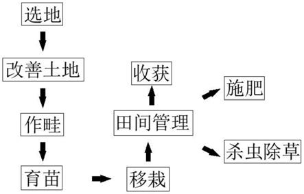 一种黄精的规范化种植工艺的制作方法