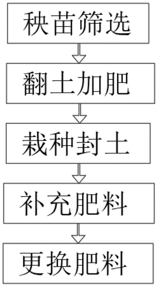 一种优质桂花树苗的栽培方法与流程