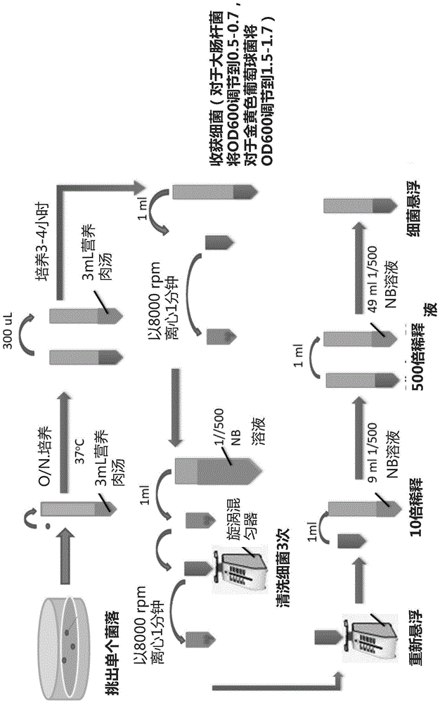 抗菌塑料、其制造方法及由其制造的抗菌塑料物品与流程