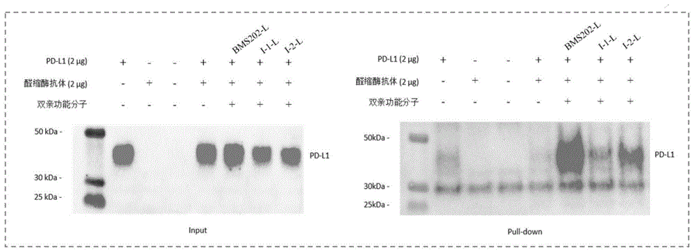 一种咪唑并哒嗪类化合物及修饰后的双亲功能分子及其应用的制作方法