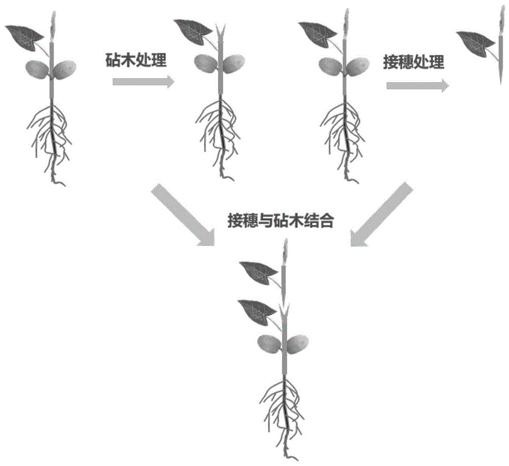 一种荞麦的嫁接方法