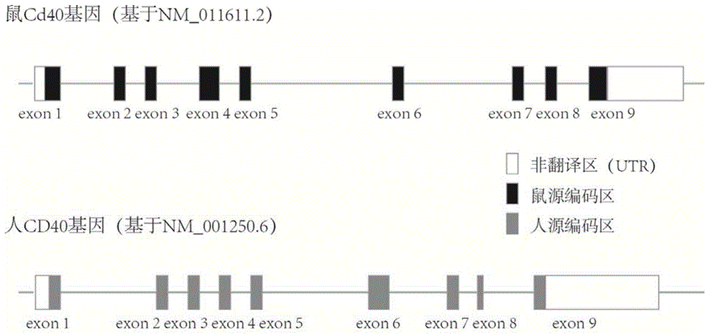 人源化CD40基因改造动物模型的构建方法及应用与流程