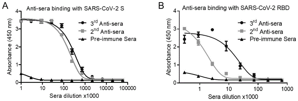 可结合SARS-CoV-2的纳米抗体及其应用的制作方法