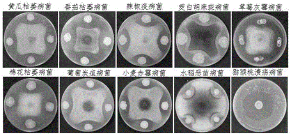 一株淡紫灰链霉菌2-1-2F-1及其抗生物质在蔬菜土传病害防治上的应用