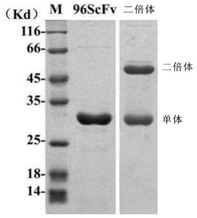 靶向癌胚抗原的小分子抗体的制作方法