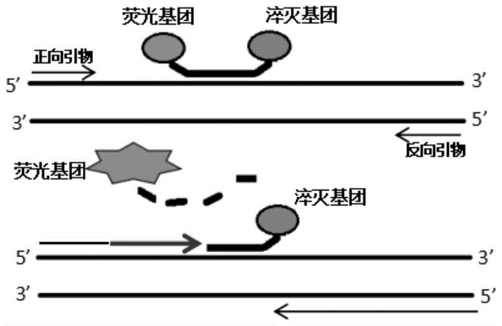 一种用于检测犬呼吸多重病原体的核酸组合物及其试剂盒和方法与流程