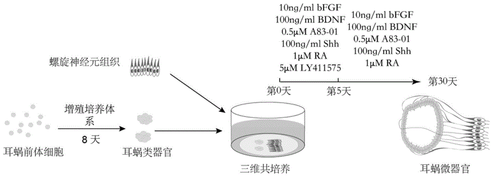 一种体外耳蜗微器官功能单元及其三维构建方法和应用