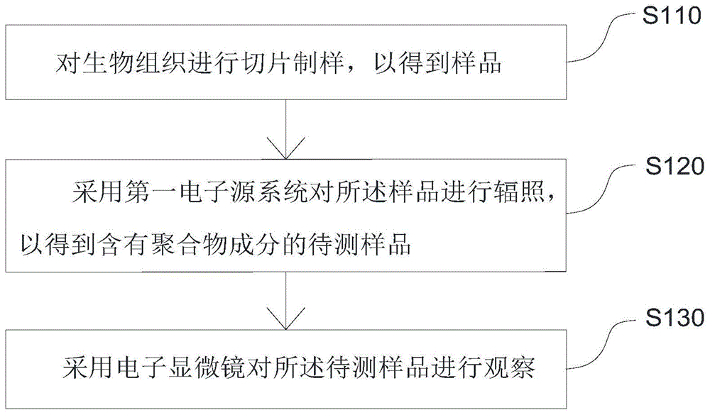 一种用于观察生物组织的方法及电子显微镜与流程