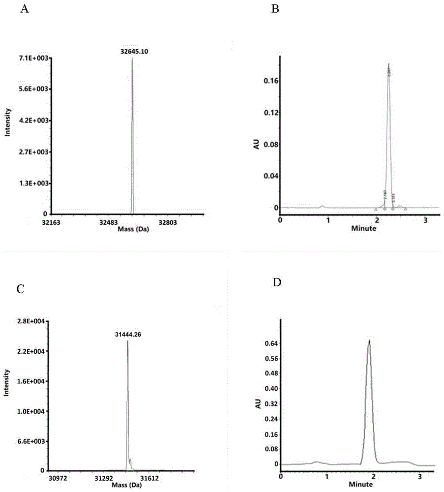 基于双头光亲和探针的生物活性分子结合靶标鉴定方法