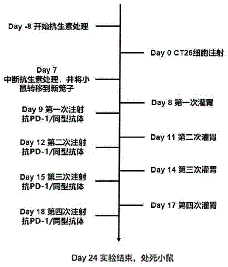 动物双歧杆菌在提高肿瘤免疫治疗应答中的作用的制作方法