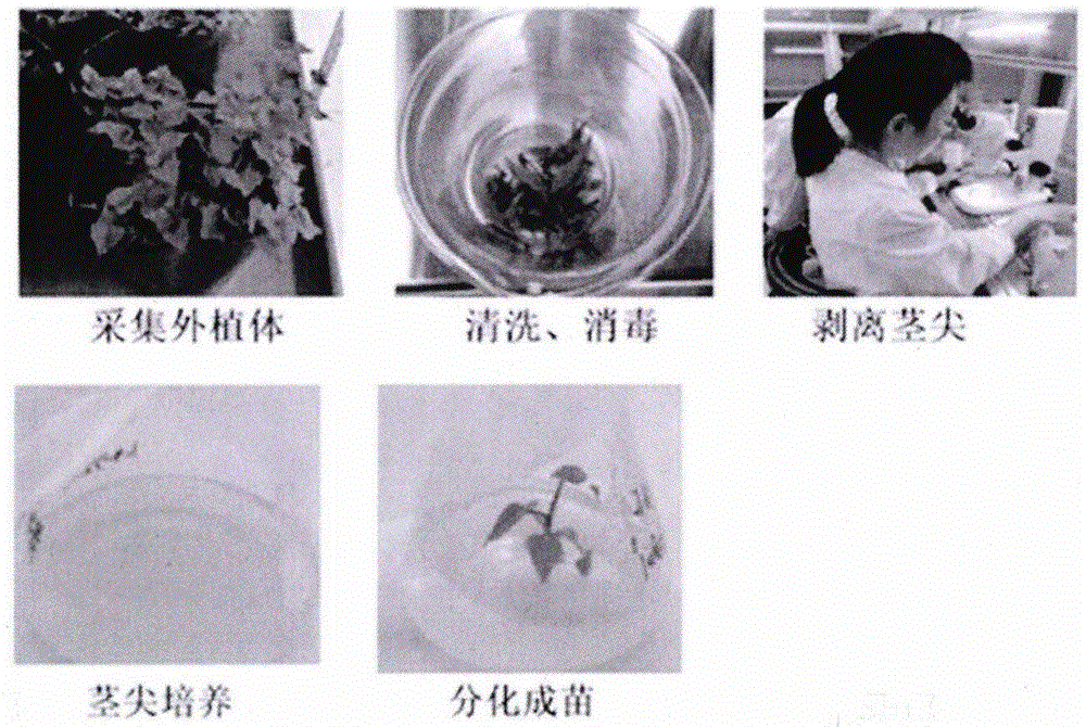 一种有效脱除甘薯SPFMV和SPLCV病毒的方法与流程