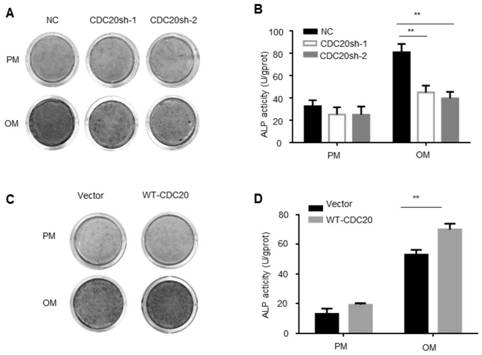 CDC20在间充质干细胞成骨向分化中的应用