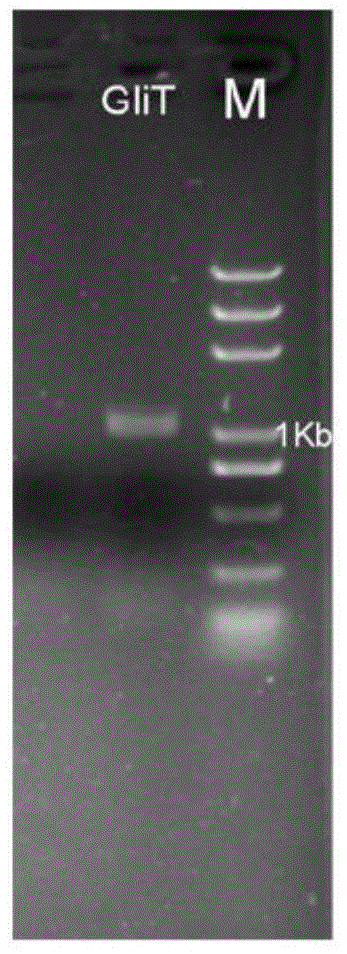 一种氧化还原酶GliT及其在抵抗真菌毒素中应用的制作方法